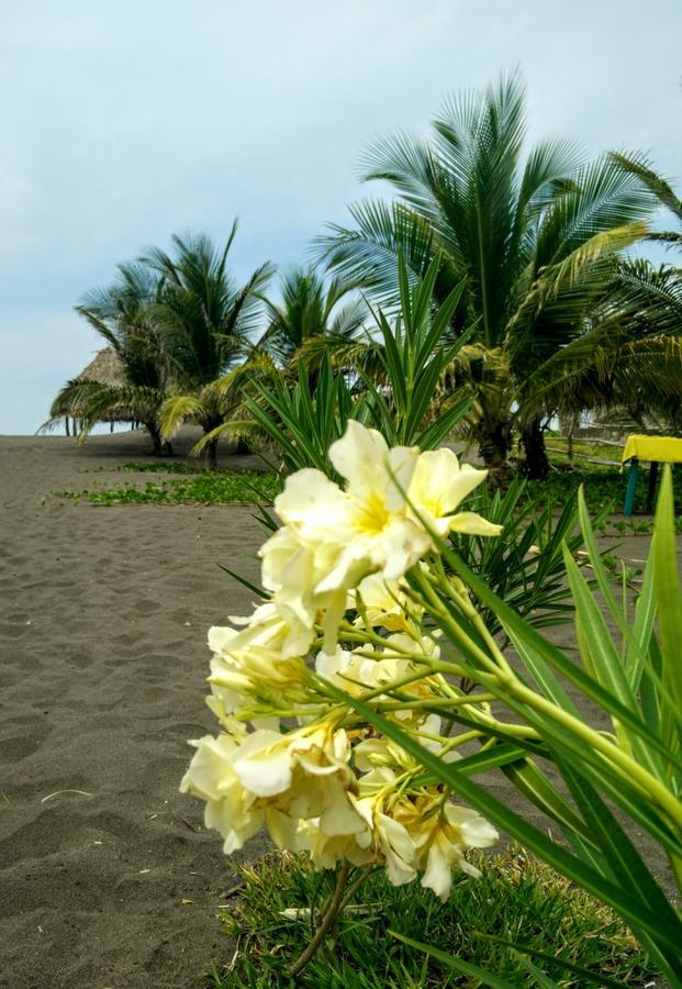 Las Lisas Eco-Hotel Playa Quilombo מראה חיצוני תמונה